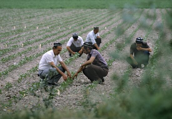 Field workers of Vakhsh branch of Tajik Institute of Agriculture