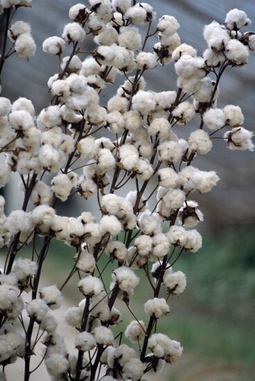 New cotton variety