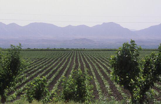 Experimental cotton plantations