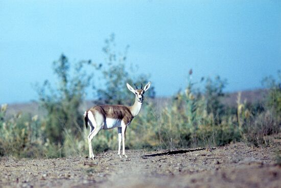 Goitered Gazelle