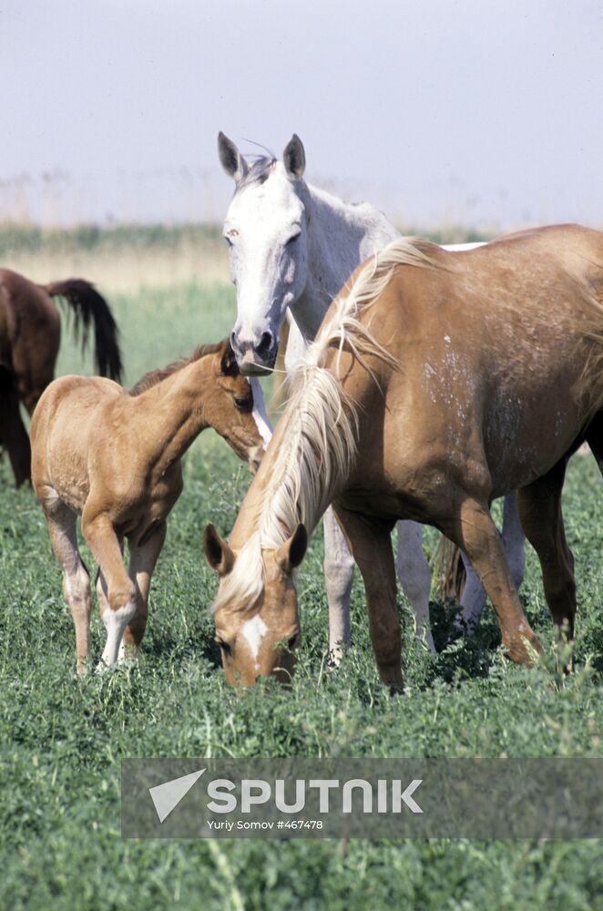 Akhal-Teke horses