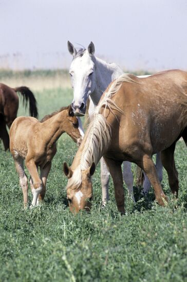 Akhal-Teke horses
