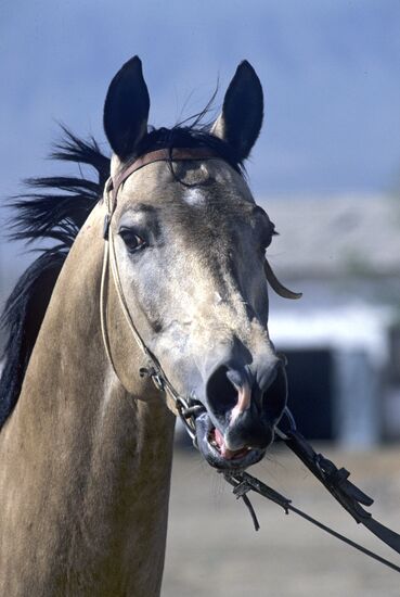 Akhal-Teke horse