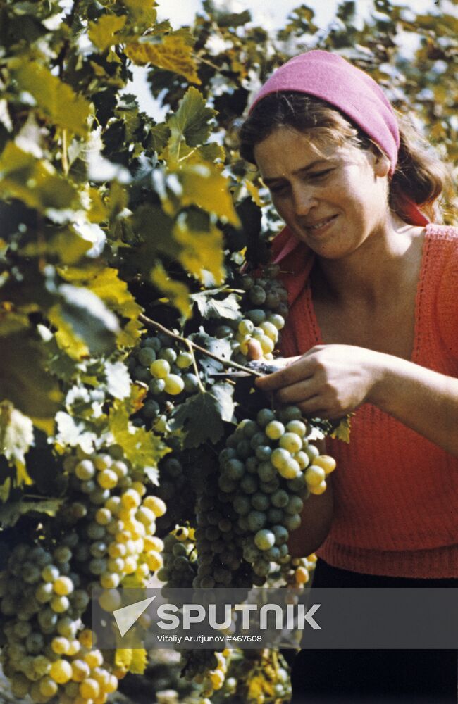 State farm vineyard
