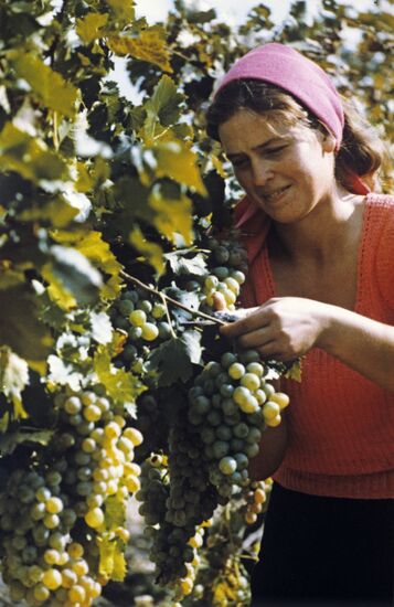 State farm vineyard