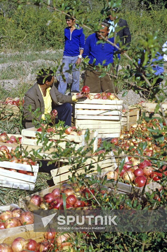 Harvesting pomegranates