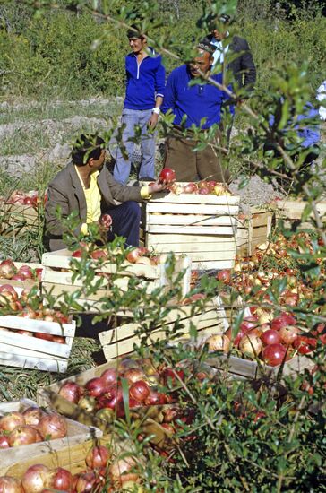Harvesting pomegranates