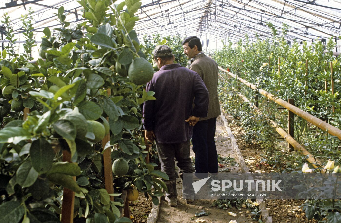 Hothouse in Soviet farm
