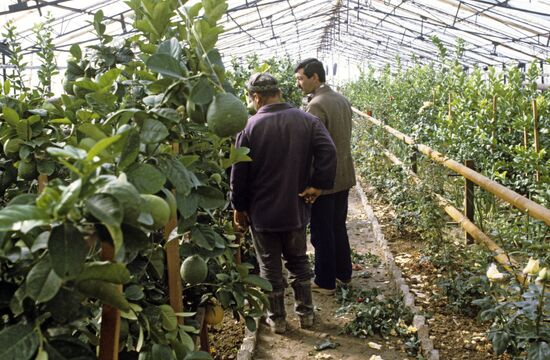Hothouse in Soviet farm