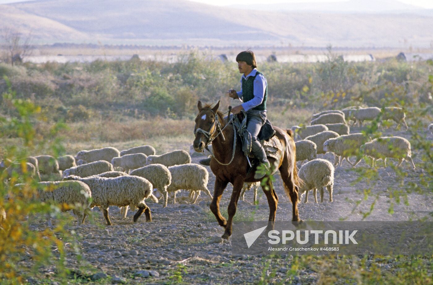 Sheep flock in pasture