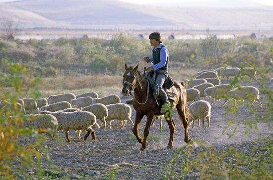 Sheep flock in pasture