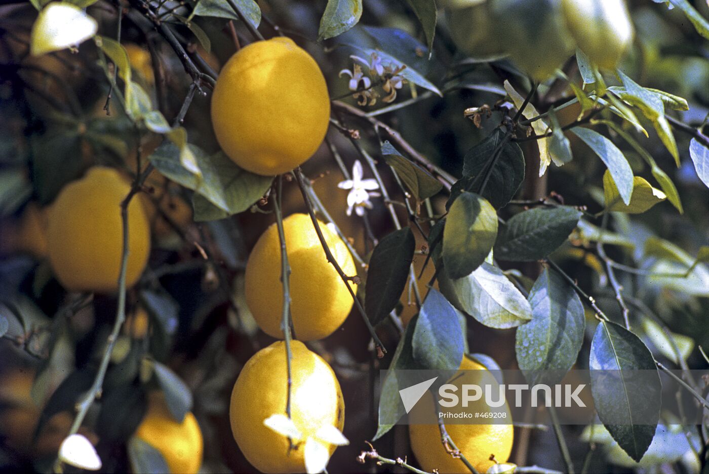Uzbek lemons