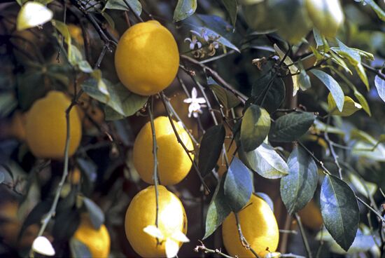 Uzbek lemons
