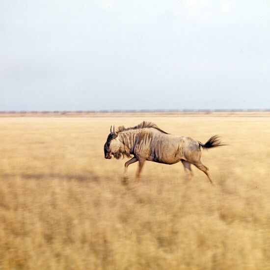 Blue Wildebeest