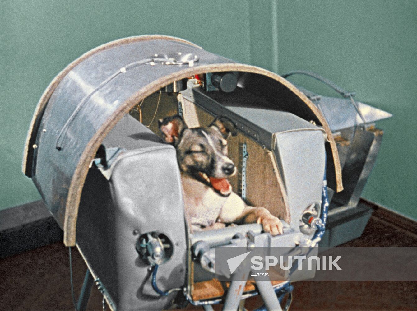 Dog Laika