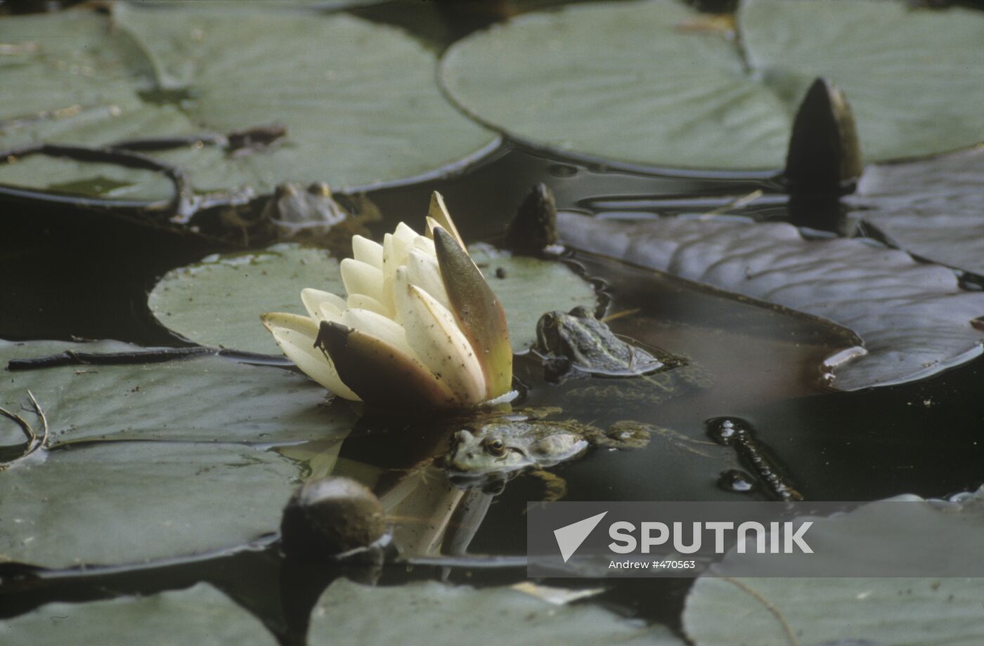 Askania-Nova nature reserve