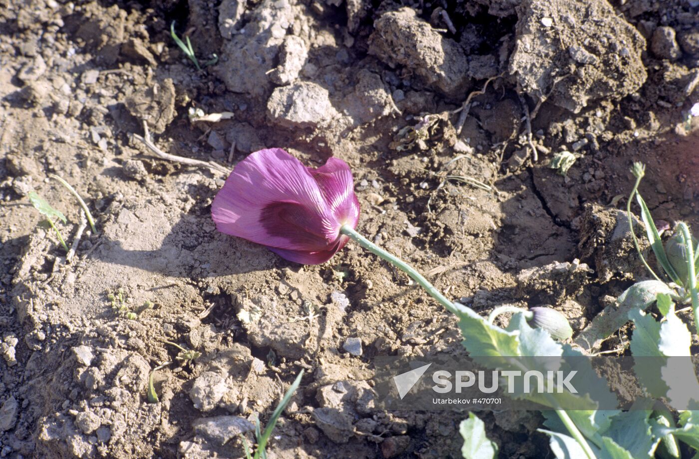 Opium poppy