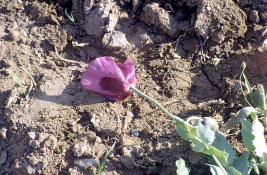 Opium poppy