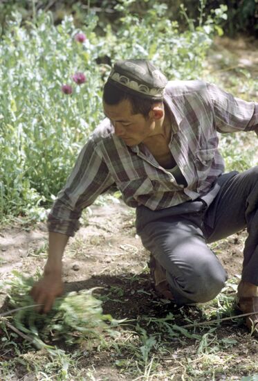 Opium poppy plantation