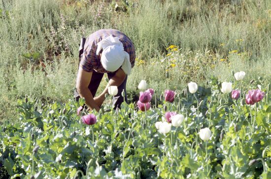 Opium poppy plantation