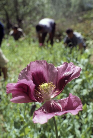 Opium poppy plantation