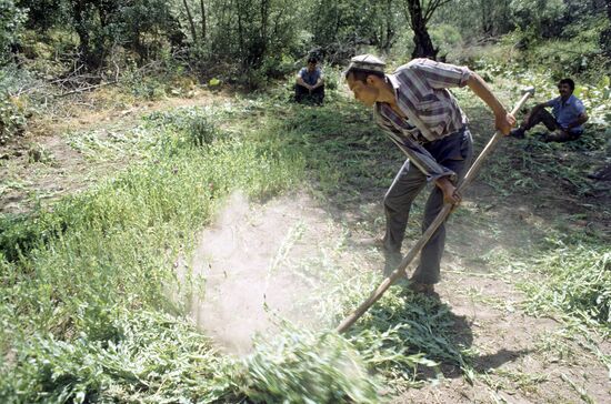 Opium poppy plantation