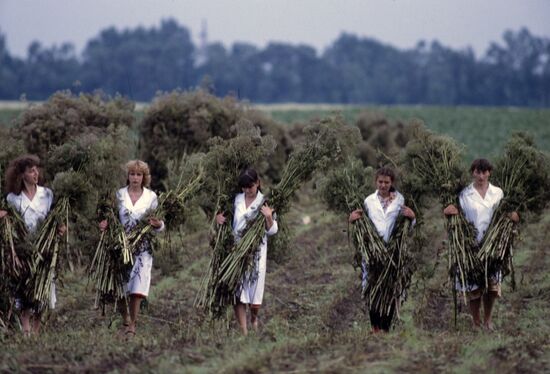 Hand-picking of valerian