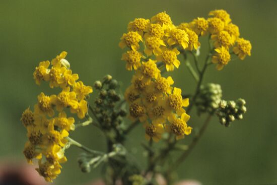 Achilléa glabérrima