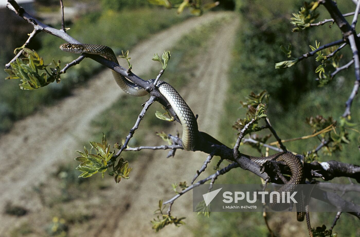 Large whip snake