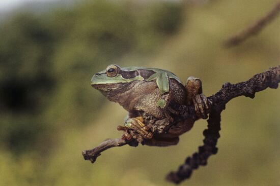 Tree Frog