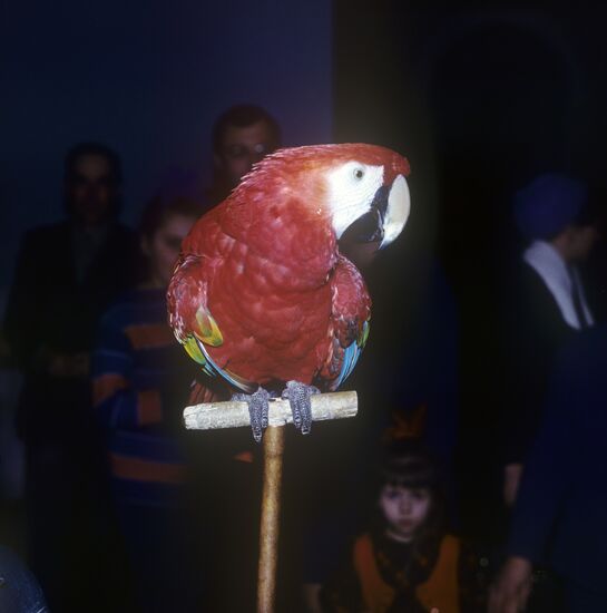 Parrot