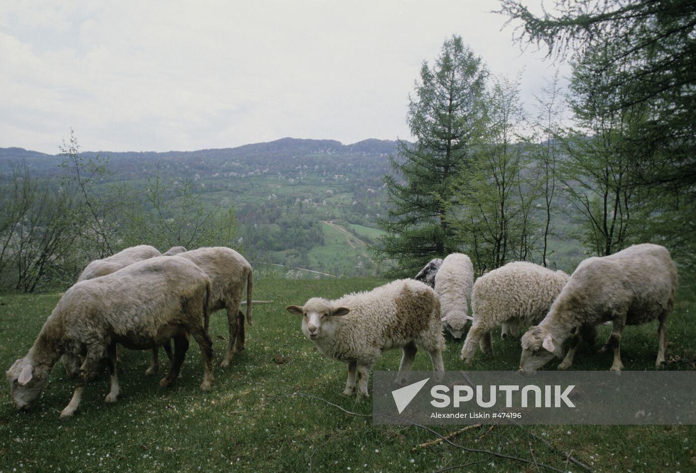 Sheep