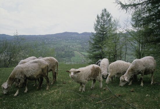 Sheep