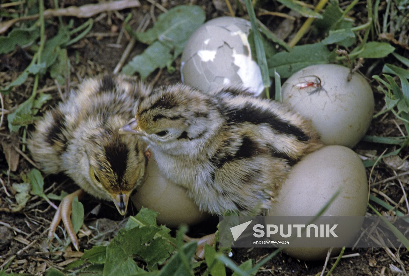 Common Pheasant fledglings