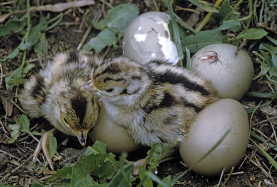 Common Pheasant fledglings