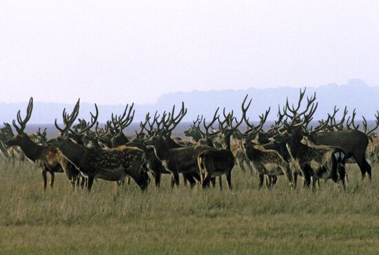 Herd of deer