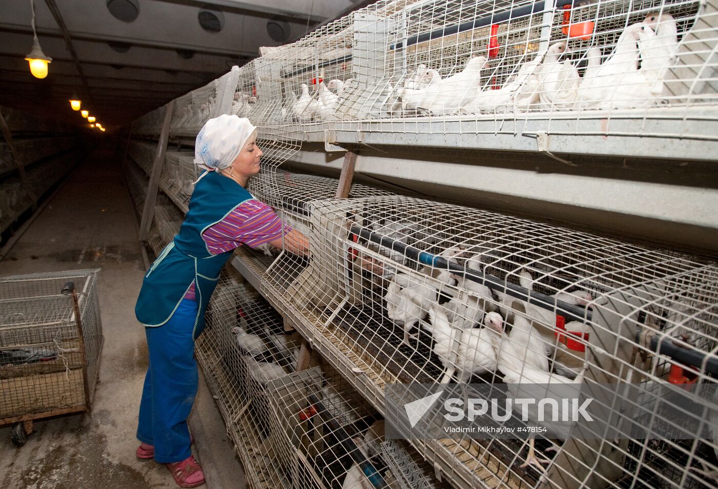 Ostrovnaya Poultry Factory, Yuzhno-Sakhalinsk