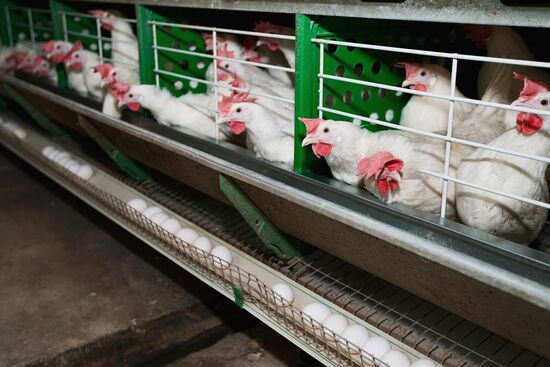 Ostrovnaya Poultry Factory, Yuzhno-Sakhalinsk