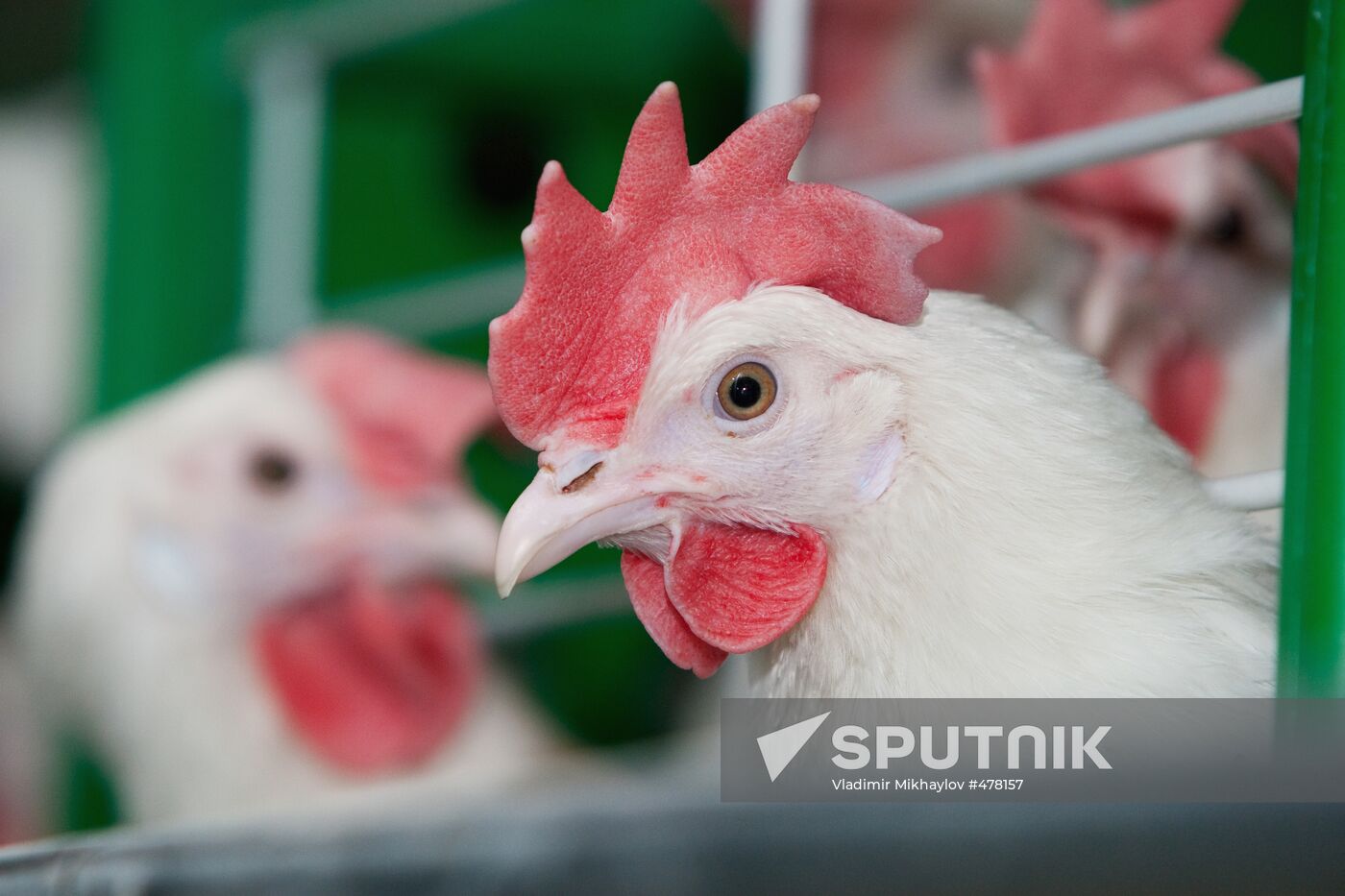 Ostrovnaya Poultry Factory, Yuzhno-Sakhalinsk
