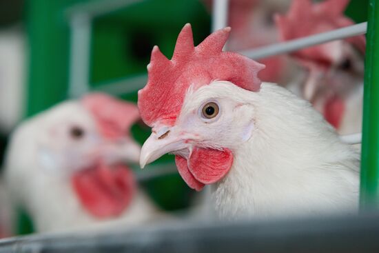 Ostrovnaya Poultry Factory, Yuzhno-Sakhalinsk