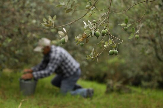 Feijoa harvesting in Sochi