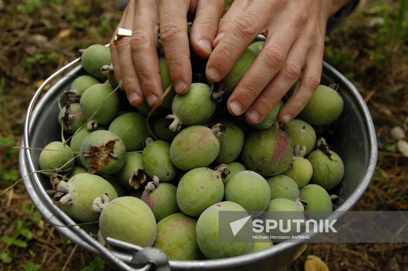 Feijoa harvesting in Sochi