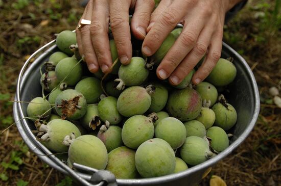 Feijoa harvesting in Sochi