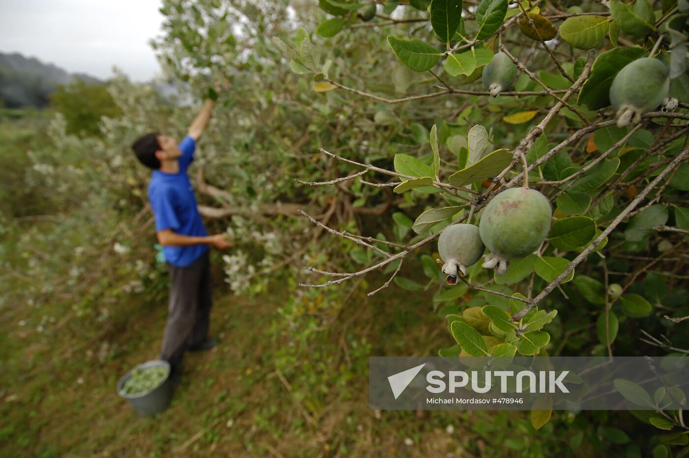 Feijoa harvesting in Sochi