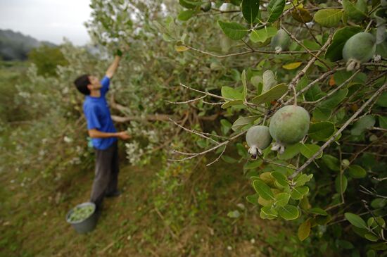 Feijoa harvesting in Sochi