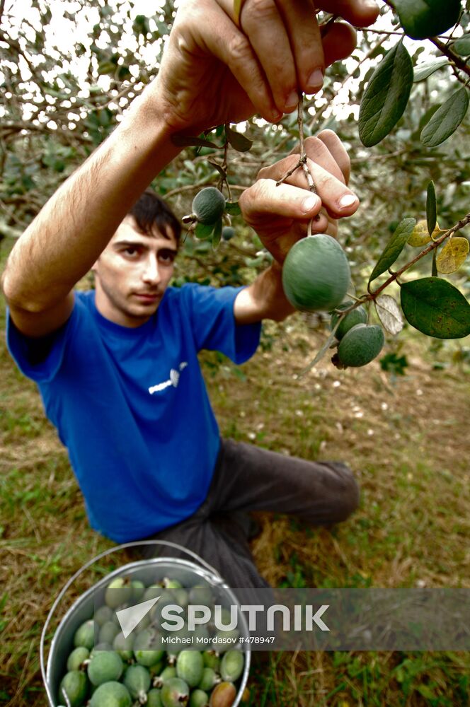 Feijoa harvesting in Sochi