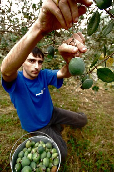 Feijoa harvesting in Sochi