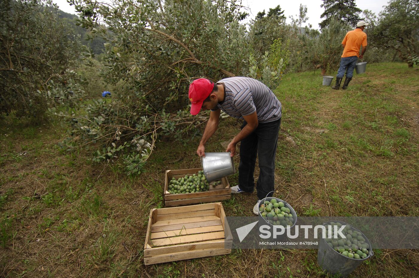 Feijoa harvesting in Sochi