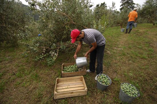 Feijoa harvesting in Sochi