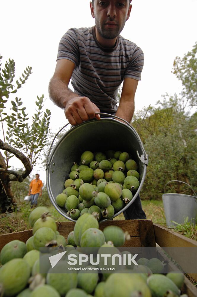 Feijoa harvesting in Sochi